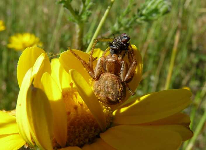 Synema globosum